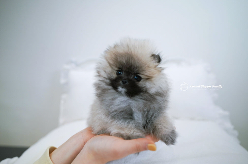 Teacup Pomeranian Female [Foufou] - Lowell Teacup Puppies inc