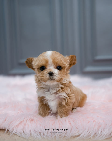 Teacup Maltipoo Male [Louis] - Lowell Teacup Puppies inc