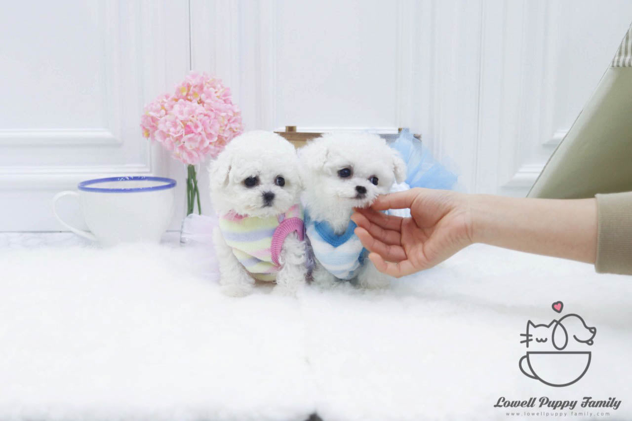 Teacup bichonfrise female [Olive] / Teacup Bichon frise Male [Otis] - Lowell Teacup Puppies inc