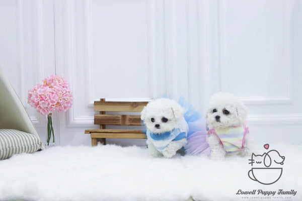 Teacup bichonfrise female [Olive] / Teacup Bichon frise Male [Otis] - Lowell Teacup Puppies inc