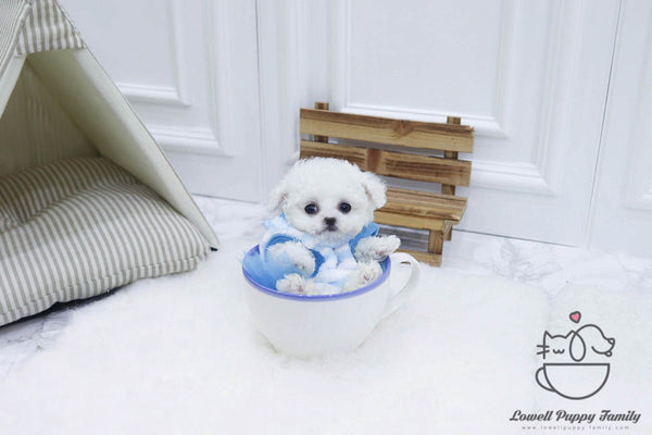 Teacup bichonfrise female [Olive] / Teacup Bichon frise Male [Otis] - Lowell Teacup Puppies inc
