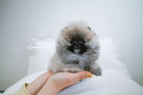 Teacup Pomeranian Female [Foufou] - Lowell Teacup Puppies inc