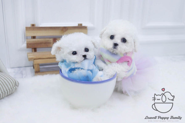 Teacup bichonfrise female [Olive] / Teacup Bichon frise Male [Otis] - Lowell Teacup Puppies inc