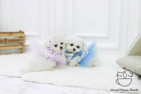 Teacup bichonfrise female [Olive] / Teacup Bichon frise Male [Otis] - Lowell Teacup Puppies inc