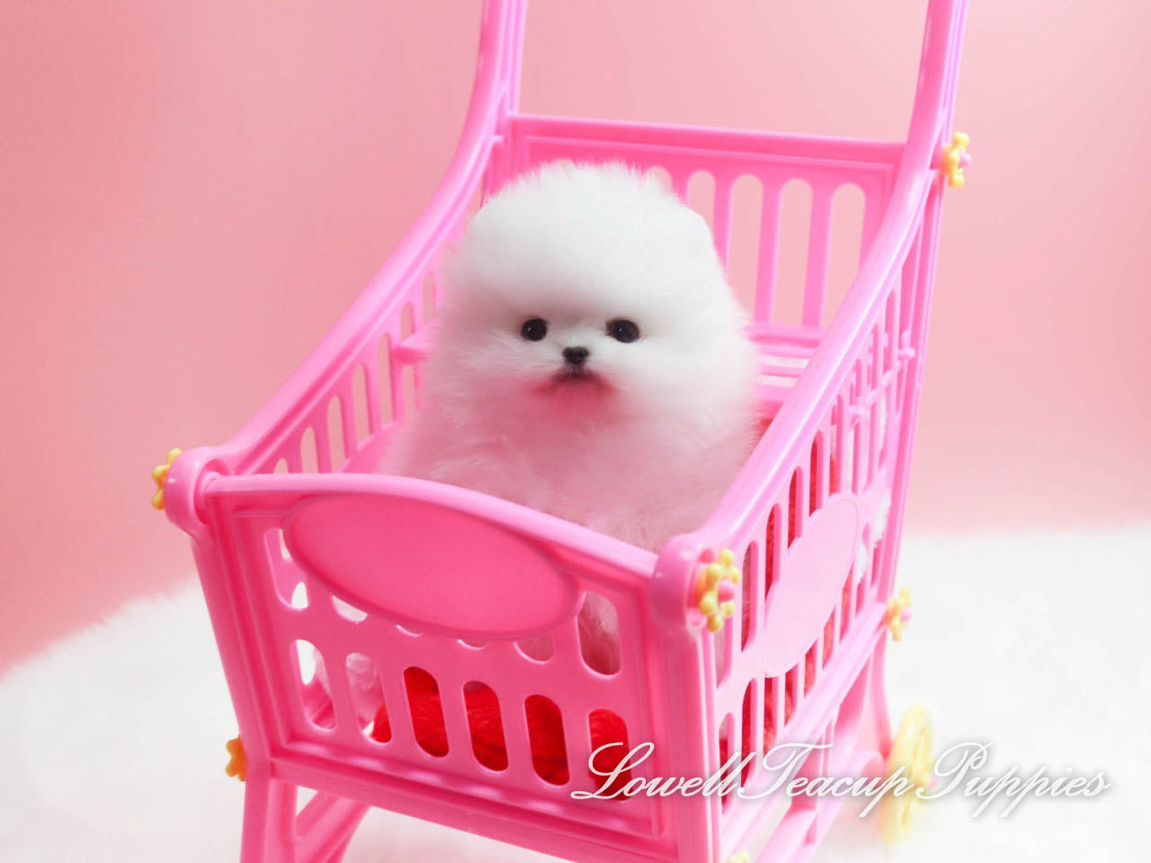 Teacup Pomeranian Female [Lena] - Lowell Teacup Puppies inc