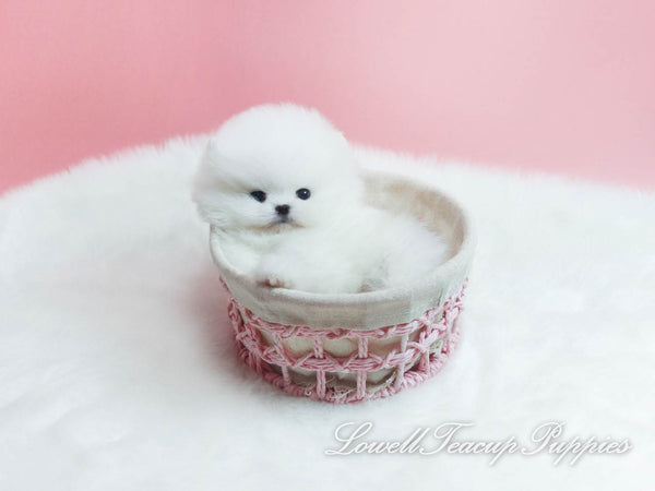 Teacup Pomeranian Female [Lena] - Lowell Teacup Puppies inc