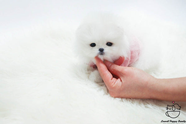 Pomeranian Female [Well] - Lowell Teacup Puppies inc