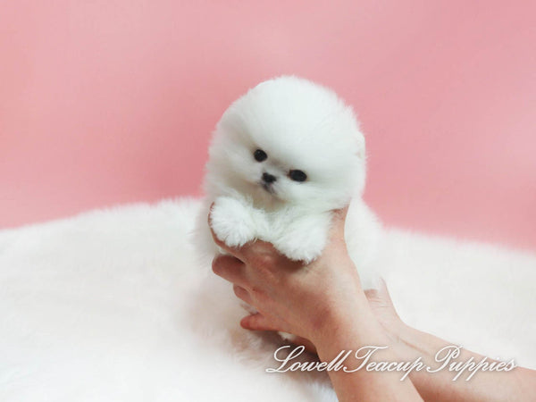 Teacup Pomeranian Female [Lena] - Lowell Teacup Puppies inc