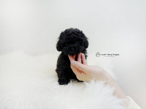 Sarah Burgess/Teacup Poodle Female [pony] - Lowell Teacup Puppies inc