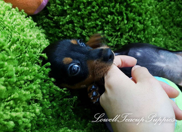 Teacup dachshund Male [Simba]