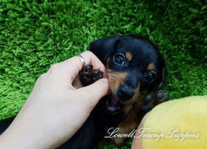 Teacup dachshund Male [Simba]