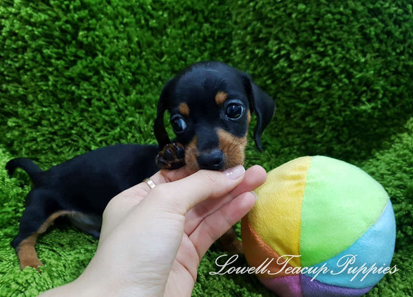 Teacup dachshund Male [Simba]