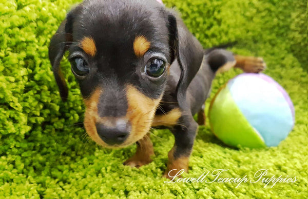Teacup dachshund Male [Simba]