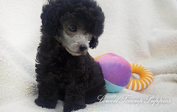 Teacup Poodle Male [Teddy] - Lowell Teacup Puppies inc