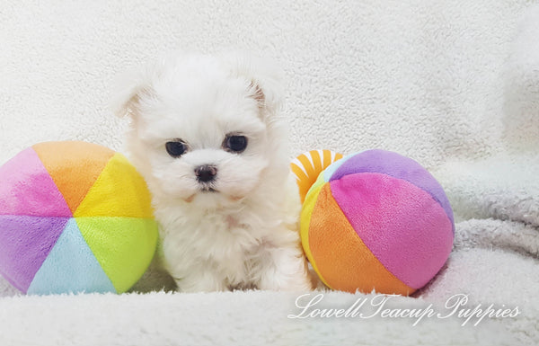 Teacup Maltese Male [Rocco] - Lowell Teacup Puppies inc