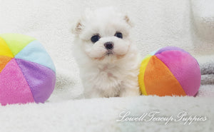 Teacup Maltese Male [Rocco] - Lowell Teacup Puppies inc