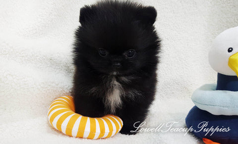 Teacup Pomeranian Male [Lotti] - Lowell Teacup Puppies inc