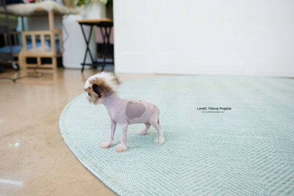 Teacup Chinese Crested Female [Charlotte]