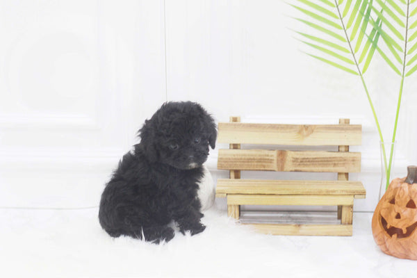 Teacup Maltipoo Female [Poppy]
