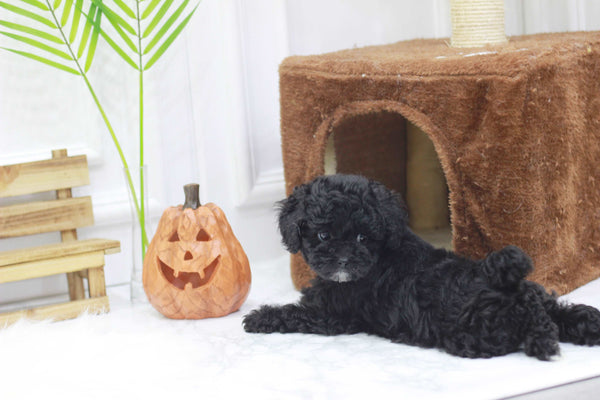 Teacup Maltipoo Female [Poppy]
