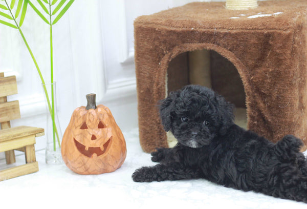 Teacup Maltipoo Female [Poppy]
