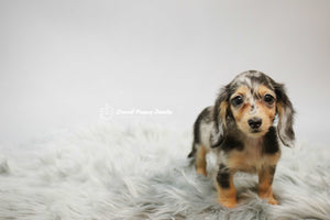 Mini Dachshund Male [Jeje]