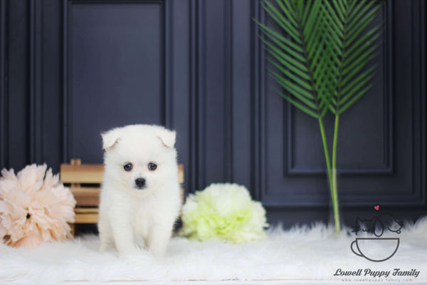 Japanese Spitz Female [Kori]