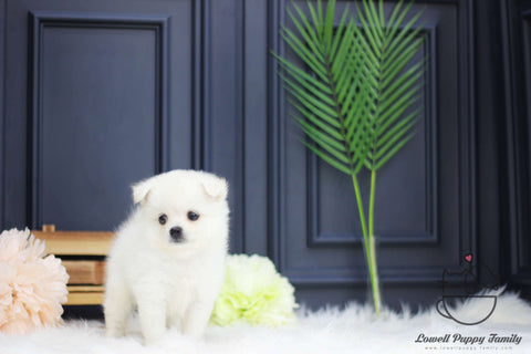 Japanese Spitz Female [Kori]