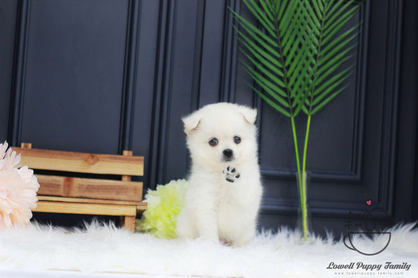 Japanese Spitz Female [Kori]