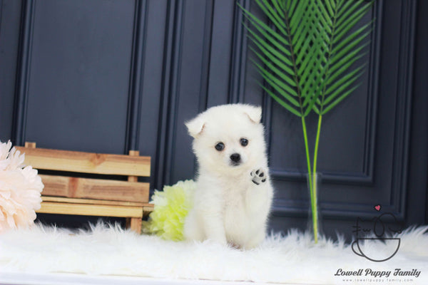 Japanese Spitz Female [Kori]
