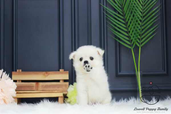 Japanese Spitz Female [Kori]