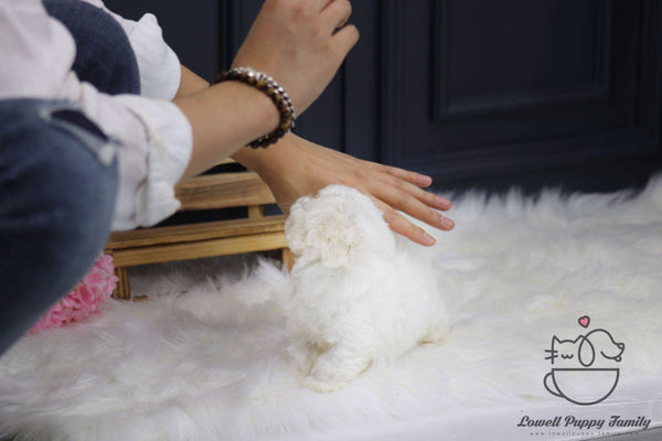 Teacup Maltese Male [Roy]