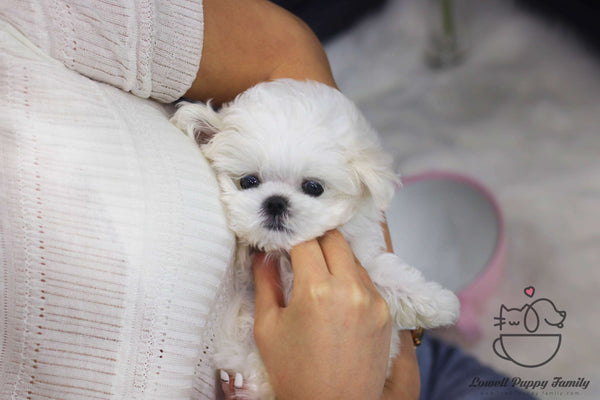 Teacup Maltese Male [Roy]