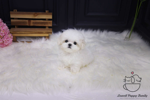 Teacup Maltese Male [Roy]