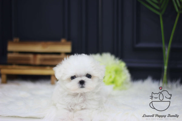 Teacup Maltese Female [Mia]