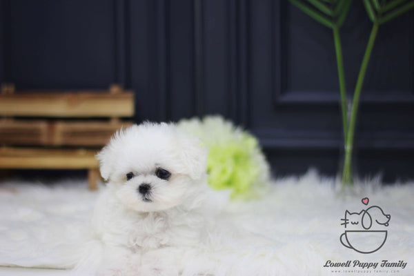 Teacup Maltese Female [Mia]