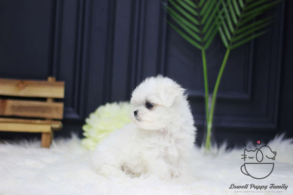 Teacup Maltese Female [Mia]