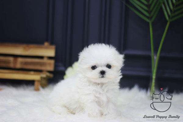 Teacup Maltese Female [Mia]