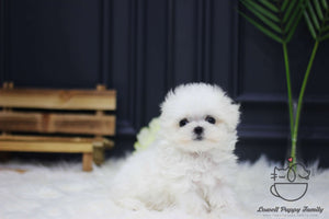 Teacup Maltese Female [Mia]