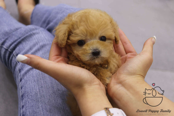 Teacup Maltipoo Male [Cookie]