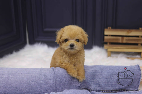 Teacup Maltipoo Male [Cookie]