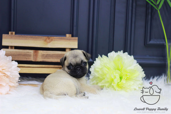 Pug Female [Sara]