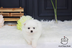 Japanese Spitz Female [vivian]