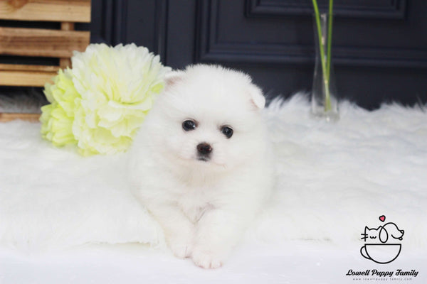 Japanese Spitz Female [vivian]