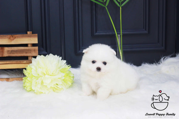 Japanese Spitz Female [vivian]