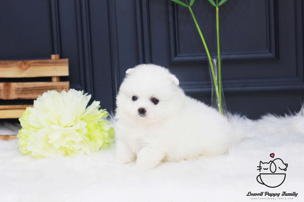 Japanese Spitz Female [vivian]