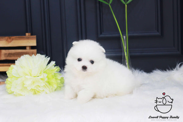 Japanese Spitz Female [vivian]