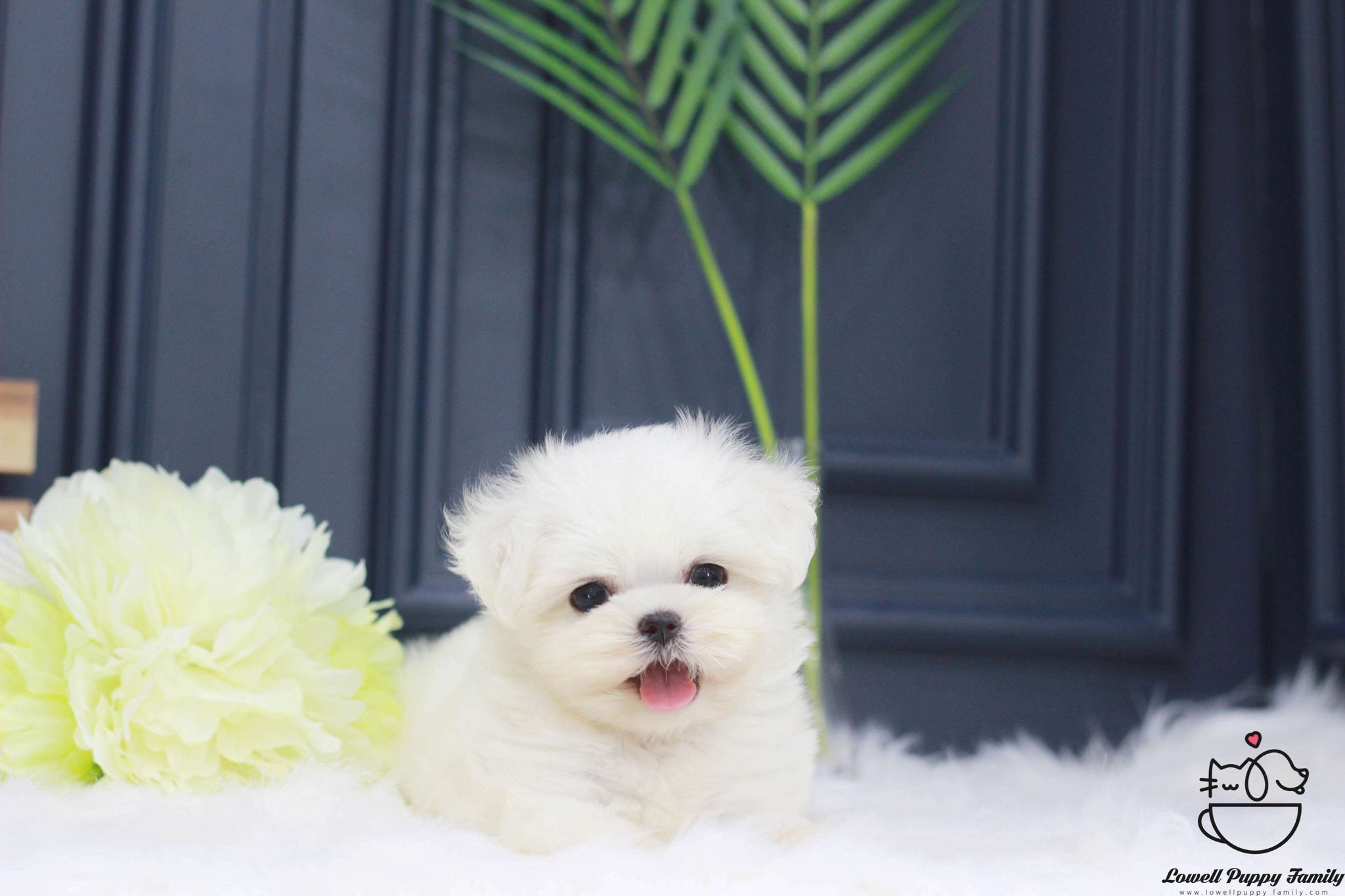 Teacup Maltese Male [Otis]