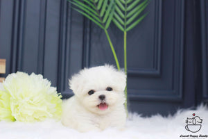 Teacup Maltese Male [Otis]