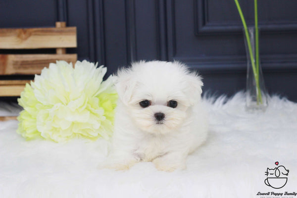 Teacup Maltese Male [Otis]